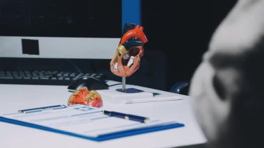 Gastroenterolog klinikteki hastayı inceliyor, insan mide modeline odaklanıyor.