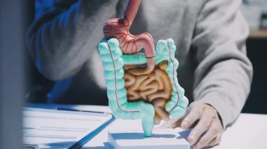 Gastroenterolog klinikteki hastayı inceliyor, insan mide modeline odaklanıyor.