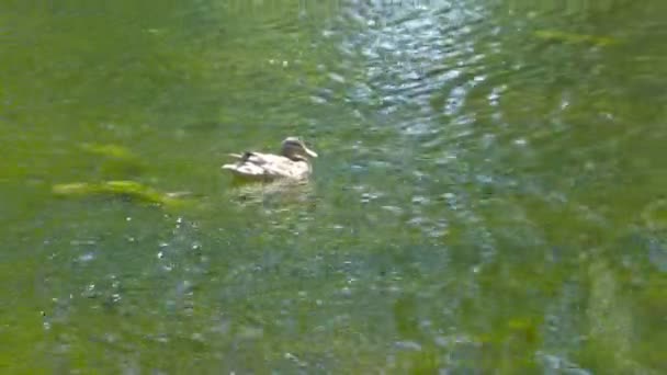 Birds. Amazing mallard duck swims in lake with blue water under sunlight. — Stock Video