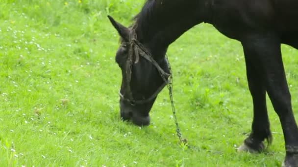 Um cavalo pastoreia na grama — Vídeo de Stock