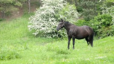 bir at çimenlerde grazes.