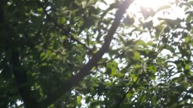 Ağaçların arasından, doğa parlayan güneş ışınları