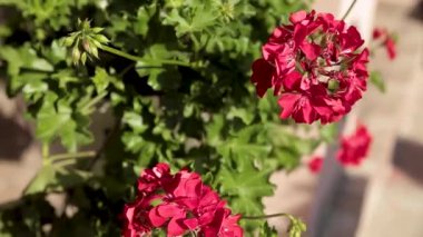 Verandadaki saksıda kırmızı çiçekler. Bir direkte çiçek sepeti