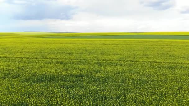 Campo de soja amarilla y cielo azul desde una vista de pájaro. — Vídeos de Stock