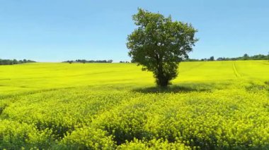 Tecavüz tohum tarlalarının havadan görünüşü, yazın Stevenage UK yakınlarındaki kırsal alanda sarı mahsul çiçekleri.