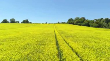 Tecavüz tohum tarlalarının havadan görünüşü, yazın Stevenage UK yakınlarındaki kırsal alanda sarı mahsul çiçekleri.