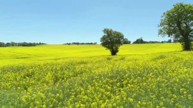Tecavüz tohum tarlalarının havadan görünüşü, yazın Stevenage UK yakınlarındaki kırsal alanda sarı mahsul çiçekleri.