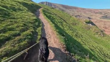 Yürürken Mam Tor, Peak District Derbyshire Dales, güneşli köpek yürüyüşü, parlak bahar güneşi.