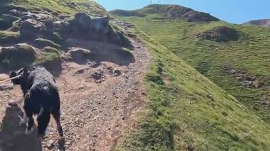 Yürürken Mam Tor, Peak District Derbyshire Dales, güneşli köpek yürüyüşü, parlak bahar güneşi.