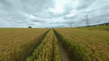 FPV insansız hava aracı, ekin ve buğday tarlaları üzerinde havadan görüş sağlıyor. Altın mısır tarlaları ve İngiltere kırsalındaki traktör ve elektrik hatları için pist işaretleri.