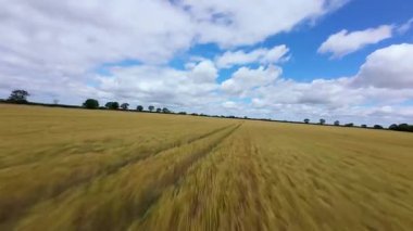 FPV insansız hava aracı, ekin ve buğday tarlaları üzerinde havadan görüş sağlıyor. Altın mısır tarlaları ve İngiltere kırsalındaki traktör ve elektrik hatları için pist işaretleri.