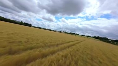 FPV insansız hava aracı, ekin ve buğday tarlaları üzerinde havadan görüş sağlıyor. Altın mısır tarlaları ve İngiltere kırsalındaki traktör ve elektrik hatları için pist işaretleri.