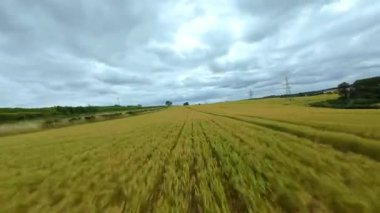 FPV insansız hava aracı, ekin ve buğday tarlaları üzerinde havadan görüş sağlıyor. Altın mısır tarlaları ve İngiltere kırsalındaki traktör ve elektrik hatları için pist işaretleri.