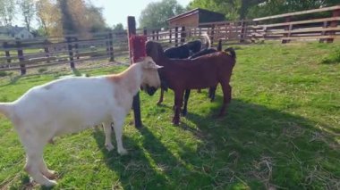 Çiftlik Hayvanları ve Çiftlik Hayvanları Bir İngiliz Çiftliği, Kırsal Yaşam Tarlası ve Tarımsal Yaşam Tarlaları Üzerinde Özgürce Çimento ve Taşınıyor
