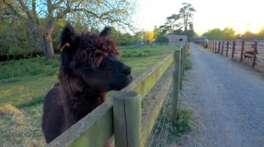 Yazın günbatımında, İngiltere 'deki otlaklarda bir çiftlikteki Alpacas manzarası.