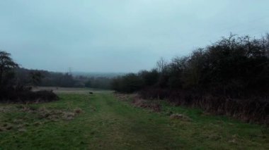 Ürkütücü kış ormanlarında yürüyüş bakış açısı, ağaçlarda yaprak yok, dondurucu soğuk koşullar, Avrupa 'da bulutlu. Köpek gezdirici çoban köpeği..