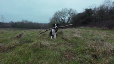 Ürkütücü kış ormanlarında yürüyüş bakış açısı, ağaçlarda yaprak yok, dondurucu soğuk koşullar, Avrupa 'da bulutlu. Köpek gezdirici çoban köpeği..