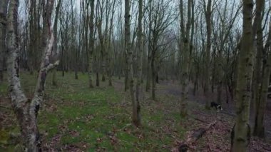 Ürkütücü kış ormanlarında yürüyüş bakış açısı, ağaçlarda yaprak yok, dondurucu soğuk koşullar, Avrupa 'da bulutlu. Köpek gezdirici çoban köpeği..