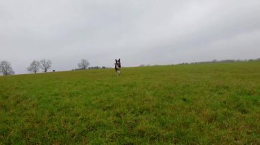 Kırsal bölgelerde ve tarım arazilerinde oynayan çoban köpekleri, İngiltere