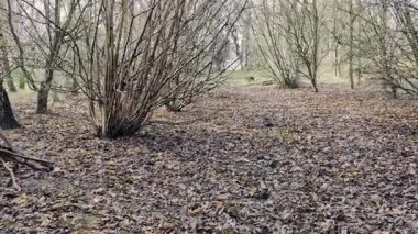 Kışın çamurlu yollarda yürüyorum, ağaçlarda yaprak yok, köpek gezdiriyorum.