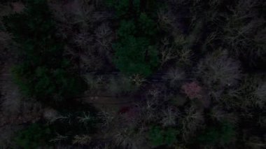 Kışlık ormanın yukarıdan görünüşü, ağaçlarda yaprak yok. Karanlık, soğuk, buz gibi durgunluk, yaprak döken, ılıman treescape.