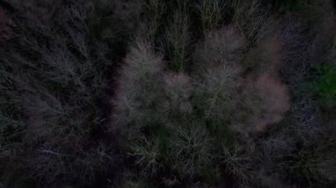 Kışlık ormanın yukarıdan görünüşü, ağaçlarda yaprak yok. Karanlık, soğuk, buz gibi durgunluk, yaprak döken, ılıman treescape.