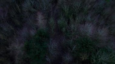 Kışlık ormanın yukarıdan görünüşü, ağaçlarda yaprak yok. Karanlık, soğuk, buz gibi durgunluk, yaprak döken, ılıman treescape.