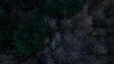 Kışlık ormanın yukarıdan görünüşü, ağaçlarda yaprak yok. Karanlık, soğuk, buz gibi durgunluk, yaprak döken, ılıman treescape.