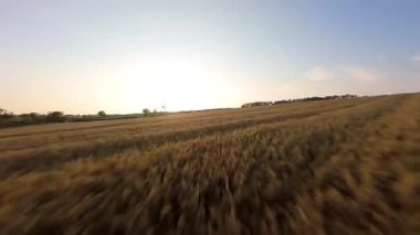 FPV hava görüntüsü, İngiltere 'de kırsal alanlar ve araziler, tarım ve çiftlik hayvanları üzerinde hızlı bir şekilde uçuşa geçiyor.