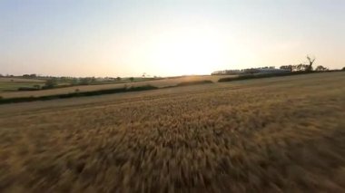 FPV hava görüntüsü, İngiltere 'de kırsal alanlar ve araziler, tarım ve çiftlik hayvanları üzerinde hızlı bir şekilde uçuşa geçiyor.