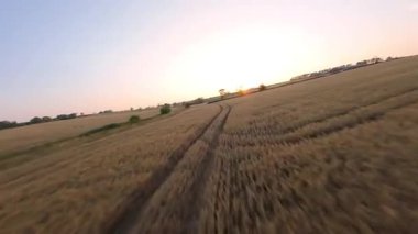FPV hava görüntüsü, İngiltere 'de kırsal alanlar ve araziler, tarım ve çiftlik hayvanları üzerinde hızlı bir şekilde uçuşa geçiyor.