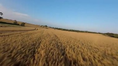 FPV hava görüntüsü, İngiltere 'de kırsal alanlar ve araziler, tarım ve çiftlik hayvanları üzerinde hızlı bir şekilde uçuşa geçiyor.