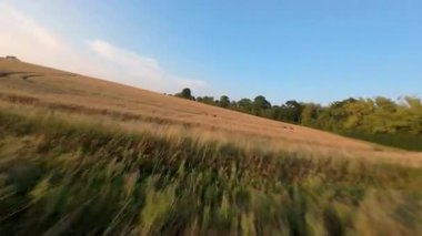FPV hava görüntüsü, İngiltere 'de kırsal alanlar ve araziler, tarım ve çiftlik hayvanları üzerinde hızlı bir şekilde uçuşa geçiyor.