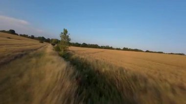 FPV hava görüntüsü, İngiltere 'de kırsal alanlar ve araziler, tarım ve çiftlik hayvanları üzerinde hızlı bir şekilde uçuşa geçiyor.