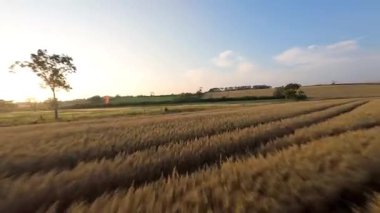FPV hava görüntüsü, İngiltere 'de kırsal alanlar ve araziler, tarım ve çiftlik hayvanları üzerinde hızlı bir şekilde uçuşa geçiyor.