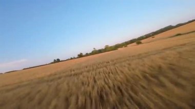 FPV hava görüntüsü, İngiltere 'de kırsal alanlar ve araziler, tarım ve çiftlik hayvanları üzerinde hızlı bir şekilde uçuşa geçiyor.