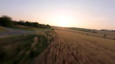 FPV hava görüntüsü, İngiltere 'de kırsal alanlar ve araziler, tarım ve çiftlik hayvanları üzerinde hızlı bir şekilde uçuşa geçiyor.