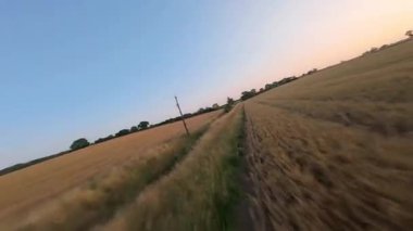 FPV hava görüntüsü, İngiltere 'de kırsal alanlar ve araziler, tarım ve çiftlik hayvanları üzerinde hızlı bir şekilde uçuşa geçiyor.