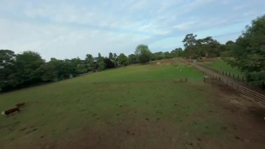 FPV hava görüntüsü, İngiltere 'de kırsal alanlar ve araziler, tarım ve çiftlik hayvanları üzerinde hızlı bir şekilde uçuşa geçiyor.