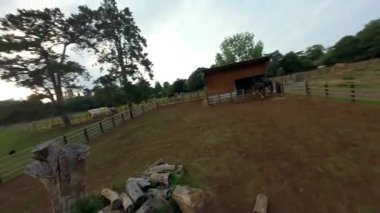 FPV hava görüntüsü, İngiltere 'de kırsal alanlar ve araziler, tarım ve çiftlik hayvanları üzerinde hızlı bir şekilde uçuşa geçiyor.