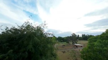 Kırsal bölgelerdeki inekler, sığırlar ve çiftlik hayvanları ve İngiltere 'deki yeşil manzaralardaki çiftlik hayvanları