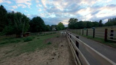 FPV hava görüntüsü, İngiltere 'de kırsal alanlar ve araziler, tarım ve çiftlik hayvanları üzerinde hızlı bir şekilde uçuşa geçiyor.