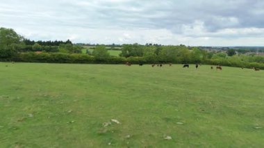 Kırsal bölgelerdeki inekler, sığırlar ve çiftlik hayvanları ve İngiltere 'deki yeşil manzaralardaki çiftlik hayvanları
