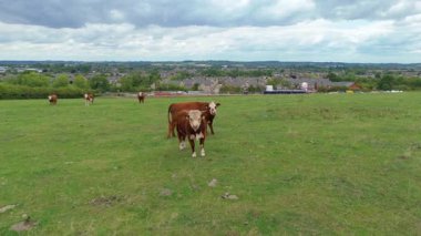Kırsal bölgelerdeki inekler, sığırlar ve çiftlik hayvanları ve İngiltere 'deki yeşil manzaralardaki çiftlik hayvanları