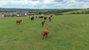 Kırsal bölgelerdeki inekler, sığırlar ve çiftlik hayvanları ve İngiltere 'deki yeşil manzaralardaki çiftlik hayvanları
