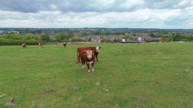 Kırsal bölgelerdeki inekler, sığırlar ve çiftlik hayvanları ve İngiltere 'deki yeşil manzaralardaki çiftlik hayvanları