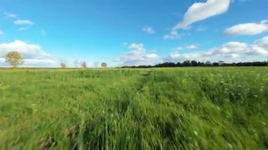 FPV Sinema Düşük İrtifa Uçuşu Yaban Çiçekleri ve İngiltere 'de Canlı Yeşil Yaz Çayırları Üzerinde