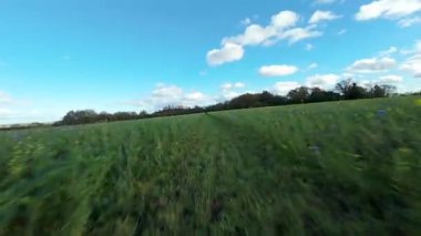 FPV Sinema Düşük İrtifa Uçuşu Yaban Çiçekleri ve İngiltere 'de Canlı Yeşil Yaz Çayırları Üzerinde