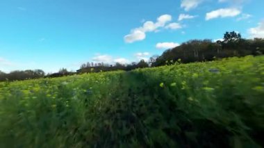 FPV Sinema Düşük İrtifa Uçuşu Yaban Çiçekleri ve İngiltere 'de Canlı Yeşil Yaz Çayırları Üzerinde
