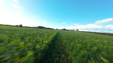 FPV Sinema Düşük İrtifa Uçuşu Yaban Çiçekleri ve İngiltere 'de Canlı Yeşil Yaz Çayırları Üzerinde